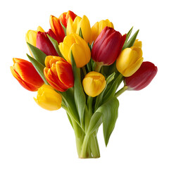 Obraz premium Vibrant Yellow and Red Tulip Bouquet Isolated on White Background