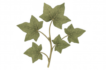 Vintage ivy drawing on transparent background, green botanical illustration, old plant leaf vine design element