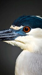 A close-up shot of a bird's head and beak, with striking orange eyes. Its feathers are white, blue, and black