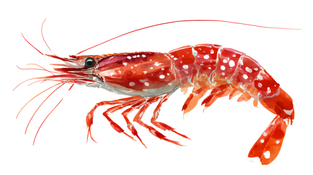 Illustration of a red shrimp on a white background . - Powered by Adobe