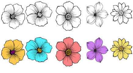 Set of daisy botany flowers 