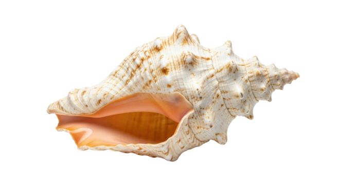 Isolated textured tan shell with orange interior, spiral shape, and pointy spikes on its body