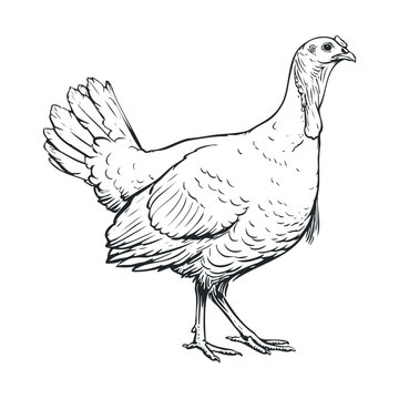 Detailed drawing of a domestic turkey in profile view. Vector hand drawn illustration