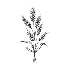 Fototapeta premium Wheat stalks arrangement for agricultural themes and designs. Vector hand drawn illustration
