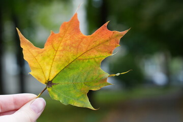 Vibrant Autumn Maple Leaf in Hand: Seasonal Color Transition Close-up