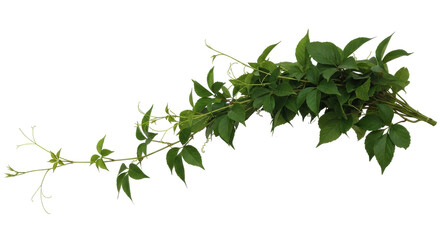 Isolated bunch of Virginia creeper foliage, a trailing plant known for its vibrant autumn color © Johanna