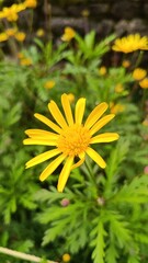 yellow dandelion flower