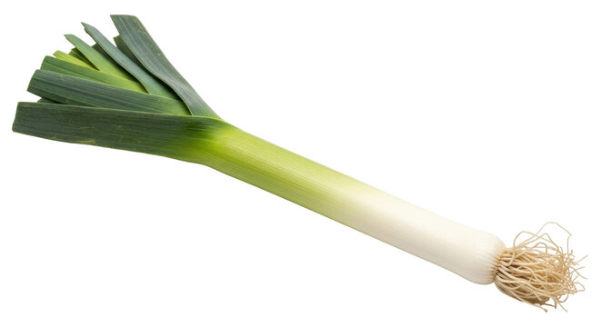 Isolated leek with fibrous roots is used in cooking, has mild onion-like flavor, and is tasty