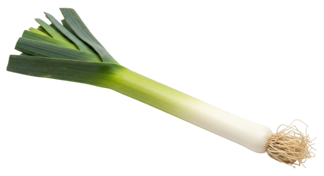 Isolated leek with fibrous roots is used in cooking, has mild onion-like flavor, and is tasty
