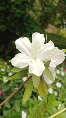 Pink and white flowers blooming in a spring garden