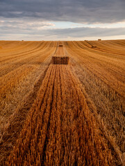 Farmland field harvesting straw bales at sunset