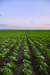 Green crops growing in agricultural field at sunset