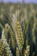 Wheat growing in farm field agriculture concept