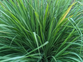 green grass background