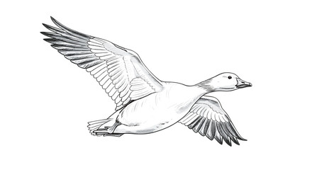 Fototapeta premium Elegant Snow Goose in Flight, Ink Sketch Illustration