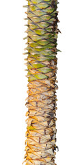 The trunk of a palm tree on a white