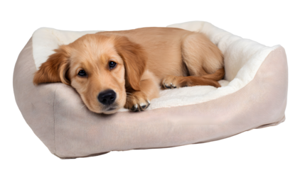 Adorable golden retriever puppy resting comfortably in a beige pet bed on a white background