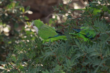Monk parakeet in the wild. Monk parakeet that sits on the tree branch