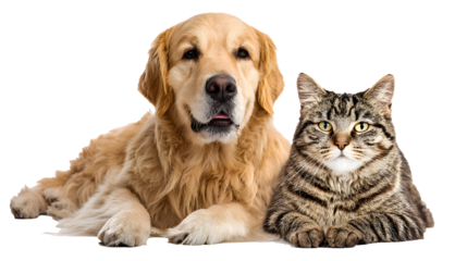 Golden retriever and tabby cat sitting isolated on transparent background. png