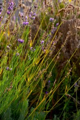 Background with lavender flowers, with copy space