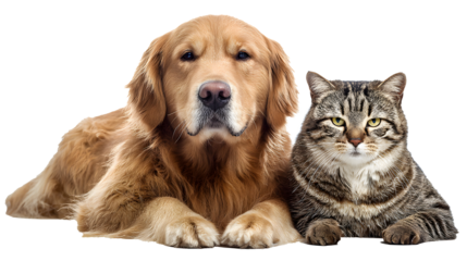 Golden retriever and tabby cat sitting isolated on transparent background. png