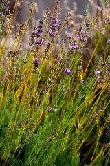 Background with lavender flowers, with copy space