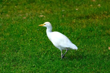 Western cattle egret  on the green meadow