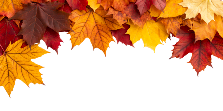 Pile of Autumn Maple Leaves Border on White