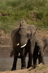 Obraz premium African elephants mud bathing near a river channel at Masai Mara, Kenya
