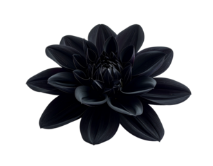 Isolated black dahlia flower head with petals against transparent background