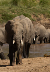 Fototapeta premium Closeup of majestic African elephant in Savannah, Masai Mara, Kenya