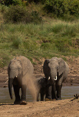 Fototapeta premium Elephants mud bathing near a river channel at Masai Mara, Kenya