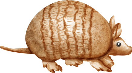 watercolor armadillo