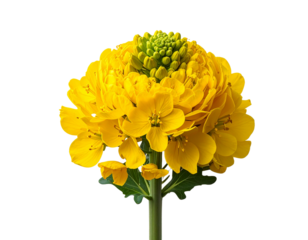 Isolated yellow flower against transparent backdrop for graphic design and print projects