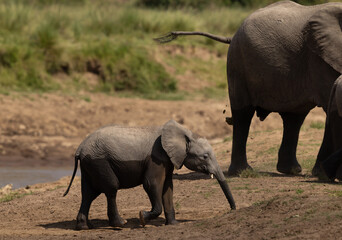 A juvenile African elephant near a river channel at Masai Mara, Kenya © Dr Ajay Kumar Singh