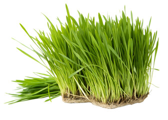 Obraz premium Fresh green wheatgrass on white background