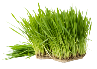 Fresh green wheatgrass on white background