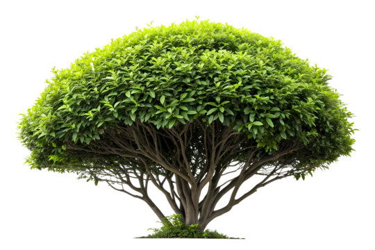 Isolated lush green tree with dense foliage and exposed branches
