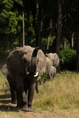 Fototapeta premium African elephants coming out from wooden forest at Masai Mara, Kenya