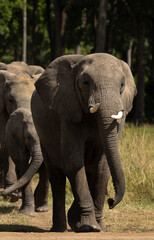 Fototapeta premium African elephants coming out from a wooden forest at Masai Mara, Kenya