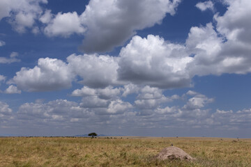 A panoramic view of a Lilac-breasted roller perched on a mound at Masai Mara, Kenya