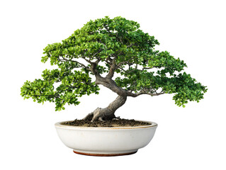 Small bonsai tree in elegant ceramic pot with natural green foliage on transparent background