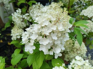 Hydrangea paniculata 'Confetti'