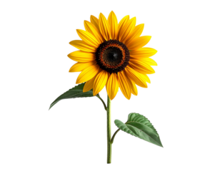 Sunflower isolated on transparent background vibrant bloom botanical vector illustration