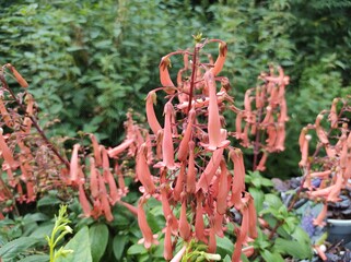 Phygelius x rectus 'Somerford Funfair Orange'