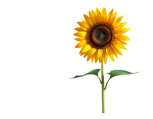 Sunflower isolated on transparent background bright yellow petals and green stem