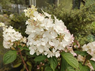 Hydrangea paniculata 'Vanille Fraise'