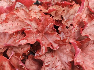 Heuchera 'Carnival Burgundy Blast'