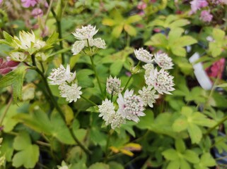 Astrantia major 'Star of Billion'