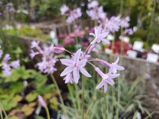 Tulbaghia violacea 'Silver Lace'